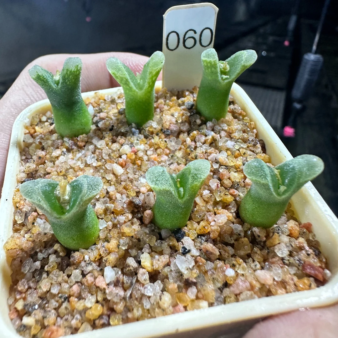 【天津专属】60多肉植物肉锥冰满满一颗