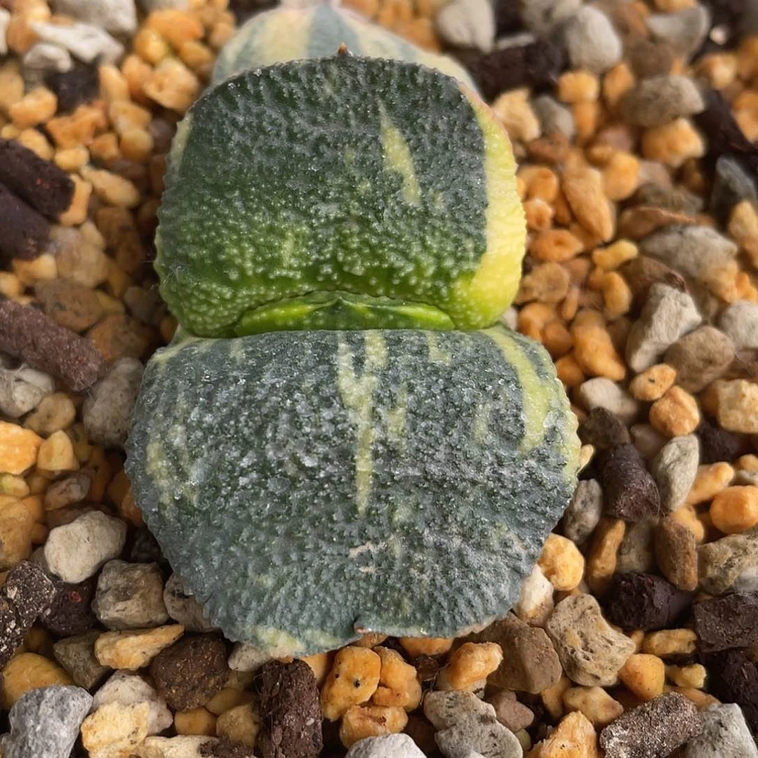 01脱土发货11111111