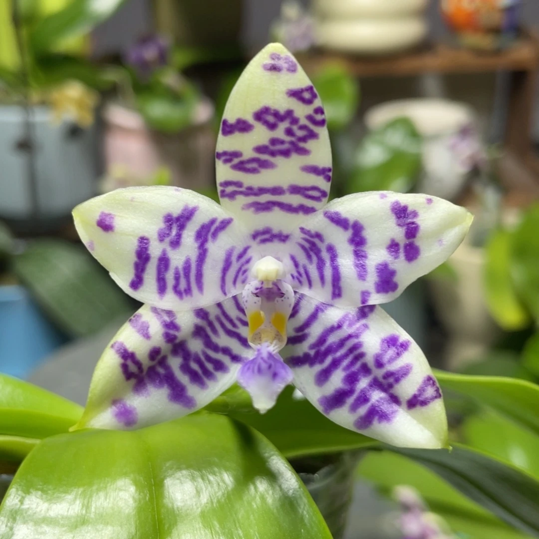 完全开放双11特惠