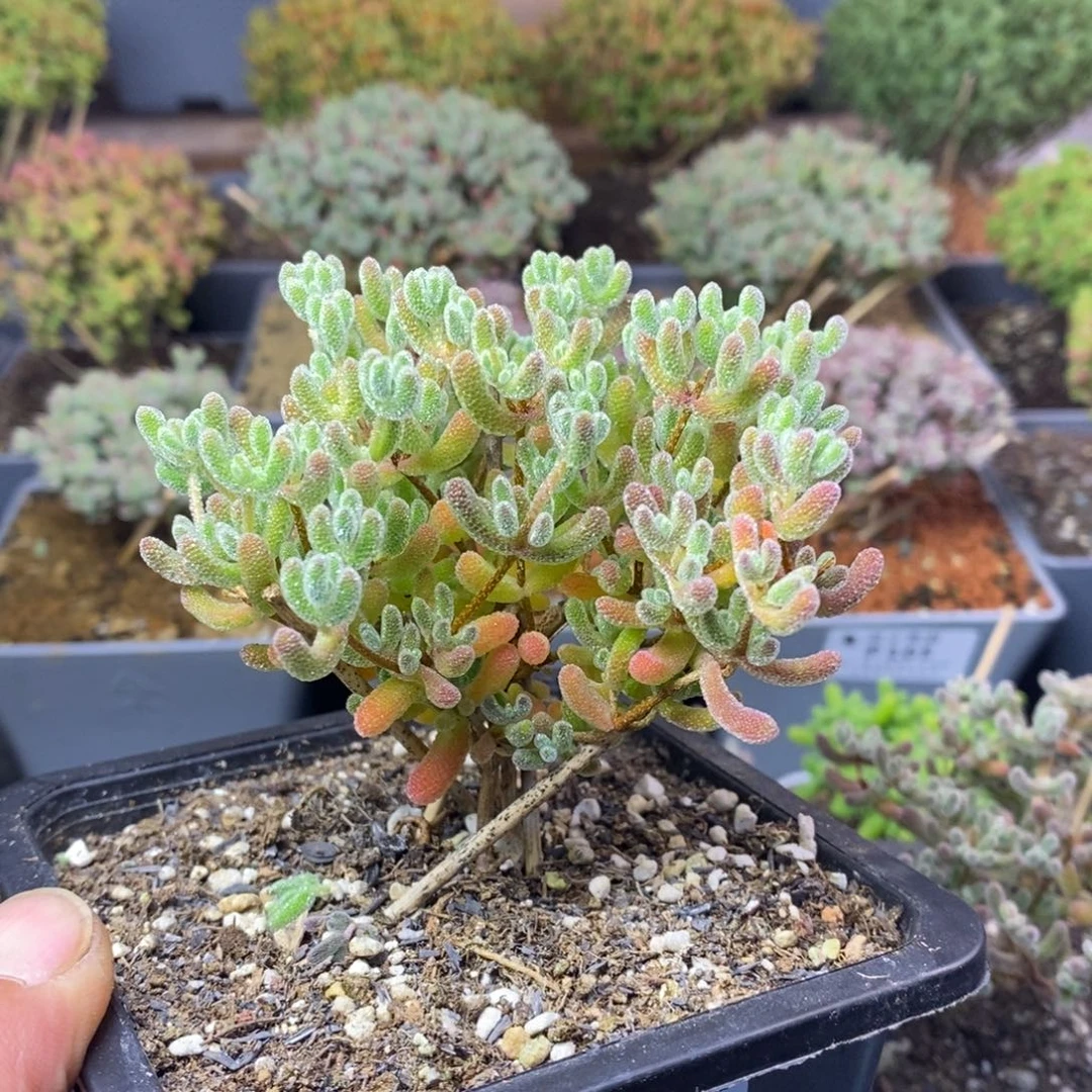 合***园118优选冰晶枝干