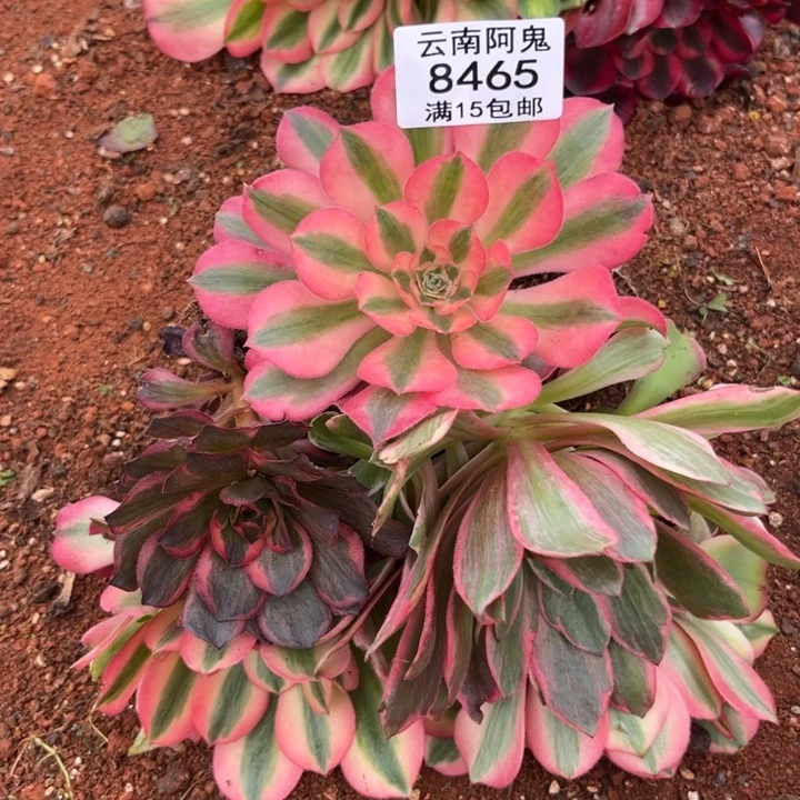 组合8465多肉植物法师