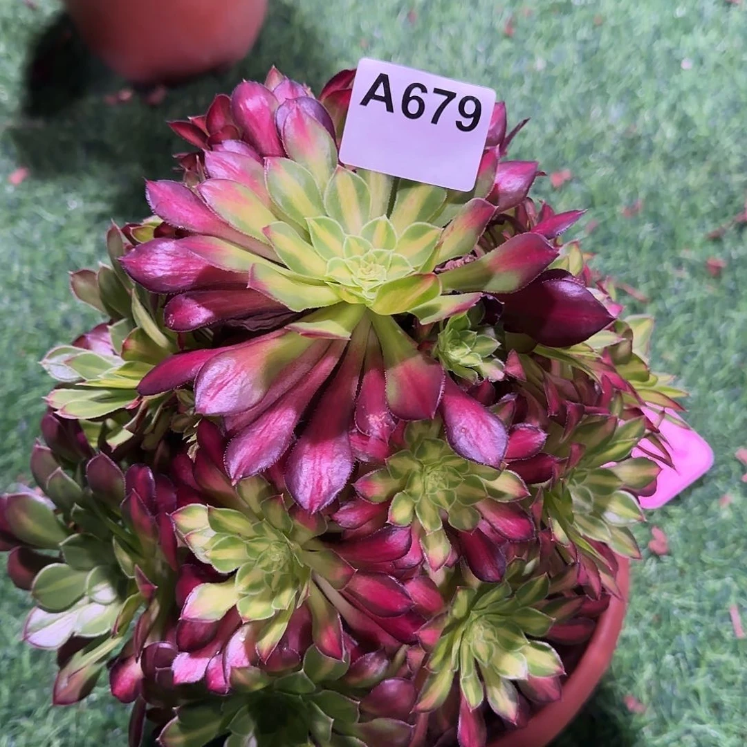 多肉植物冰铜679