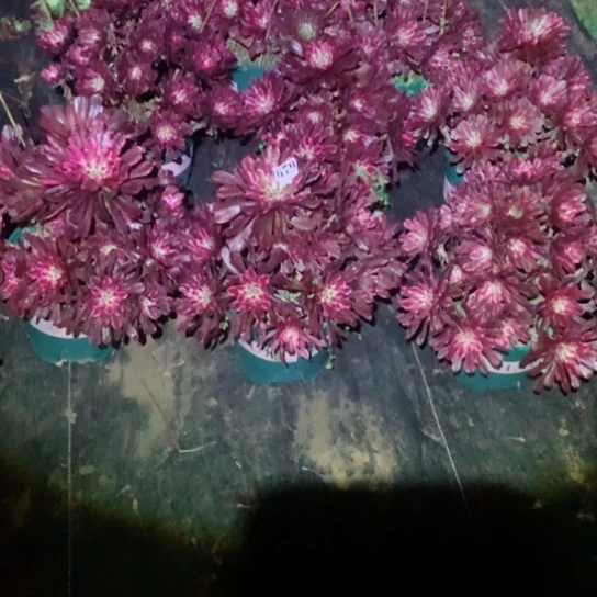 三*多肉植物组合油墨679