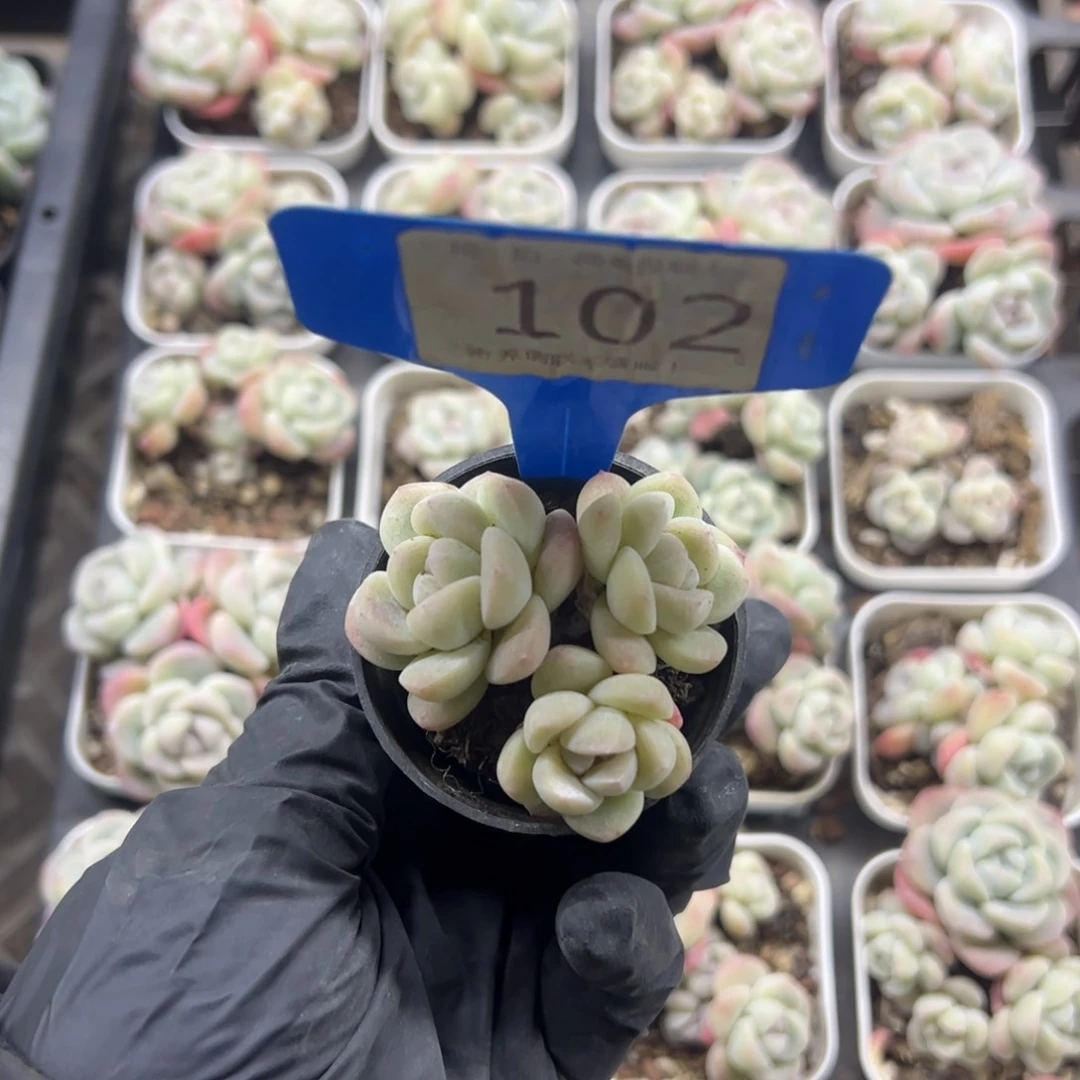 红陶w****102号多肉植物