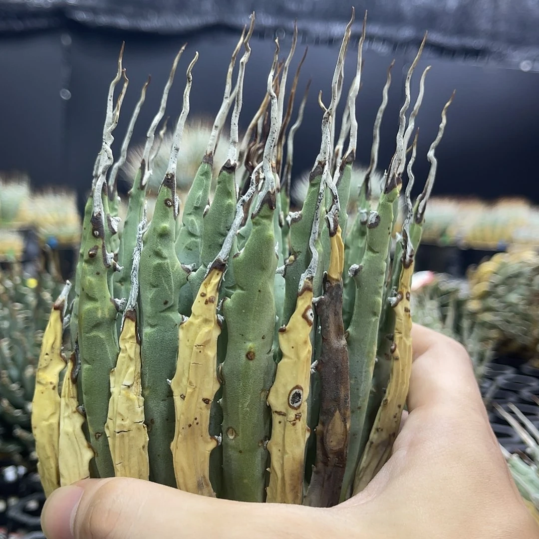 超级长叶11111111