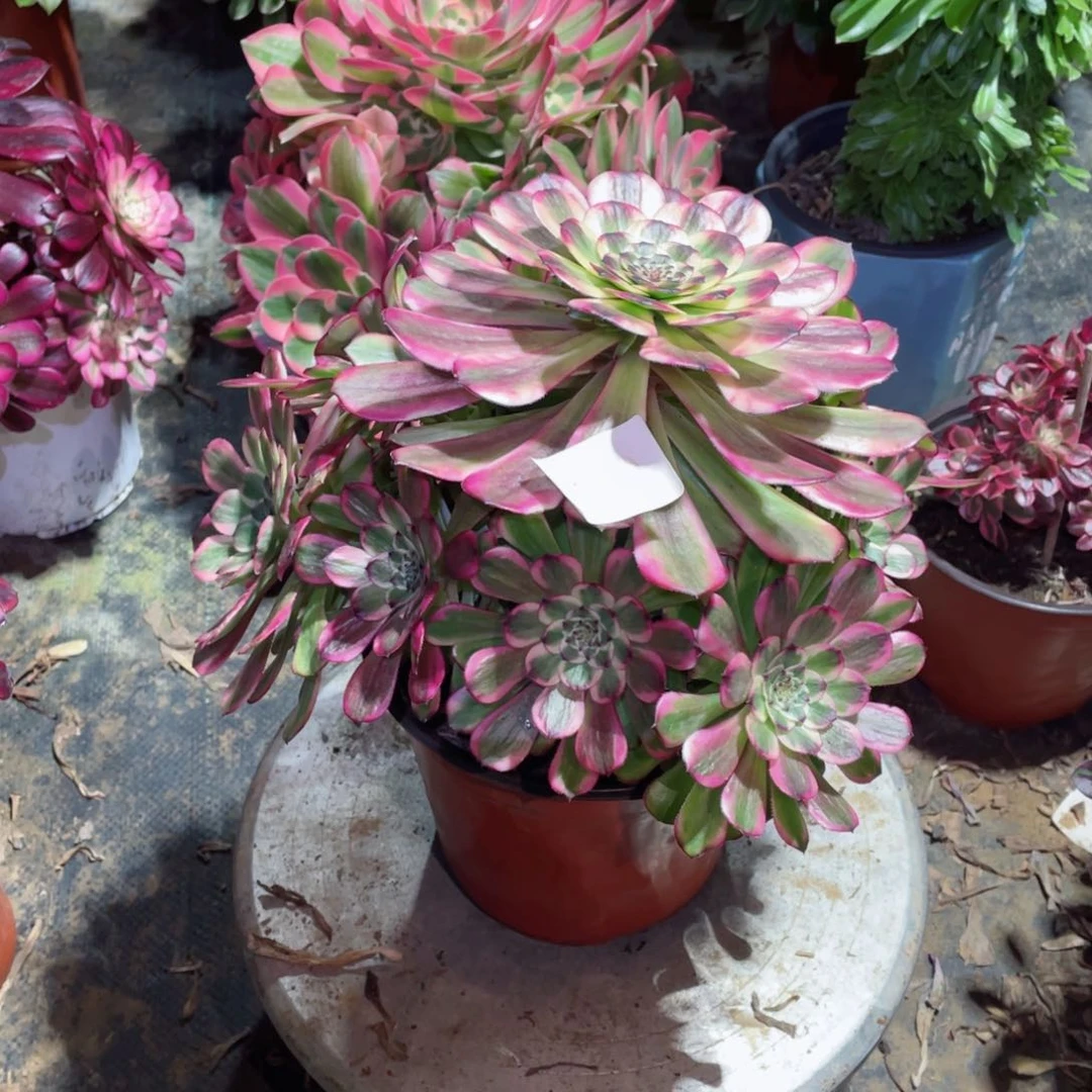 多肉植物维纳斯043