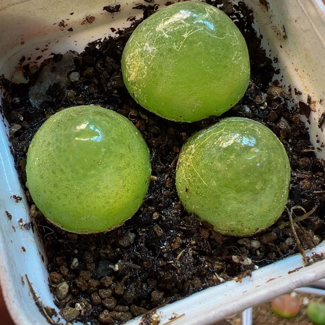 852多肉植物种类多样