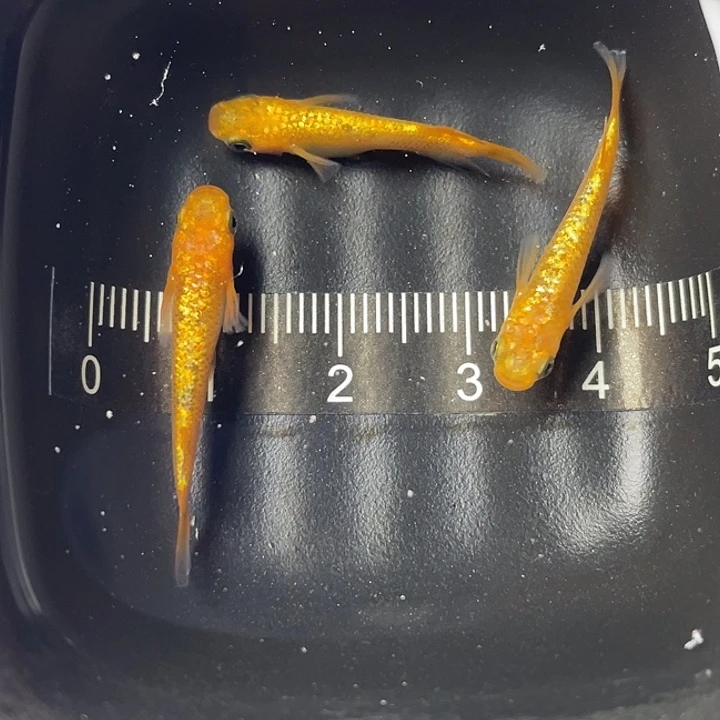 青鳉鱼阳光一公两母