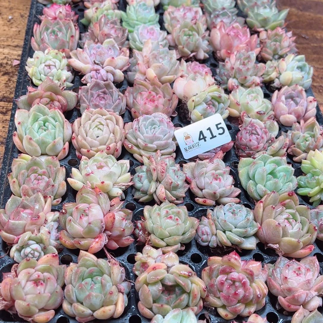 多肉植物多肉植物