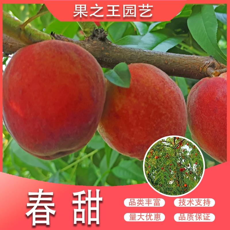 果之王【春甜】盆栽地栽正宗嫁接早熟产量高耐寒阳台南北种植桃子苗