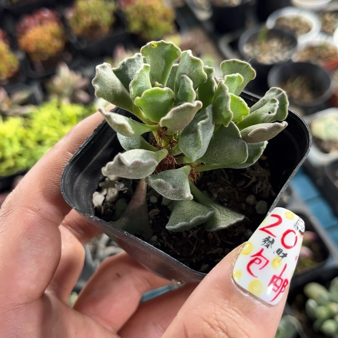 神想曲单头发货有根发货