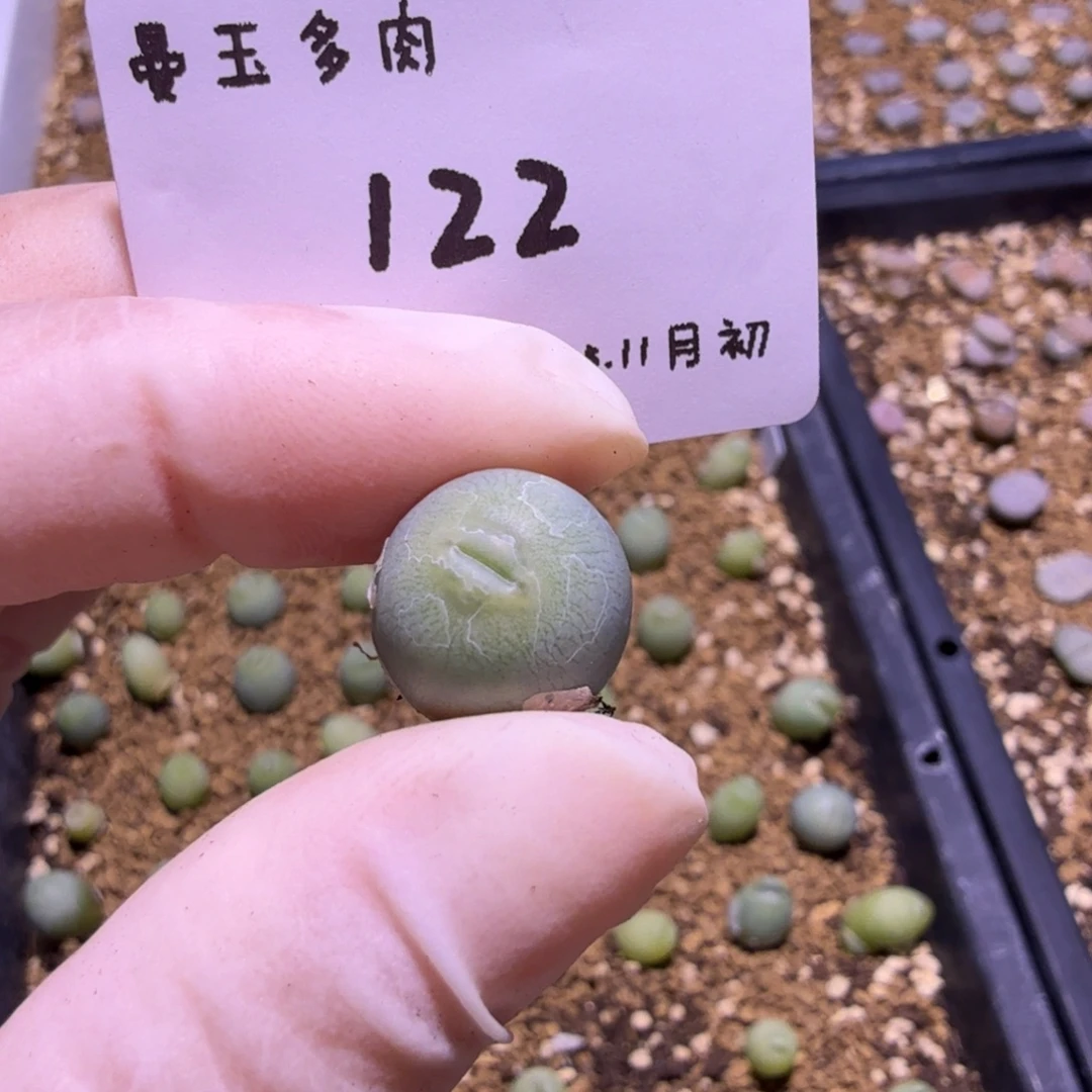 调***球多肉多肉多肉12-122