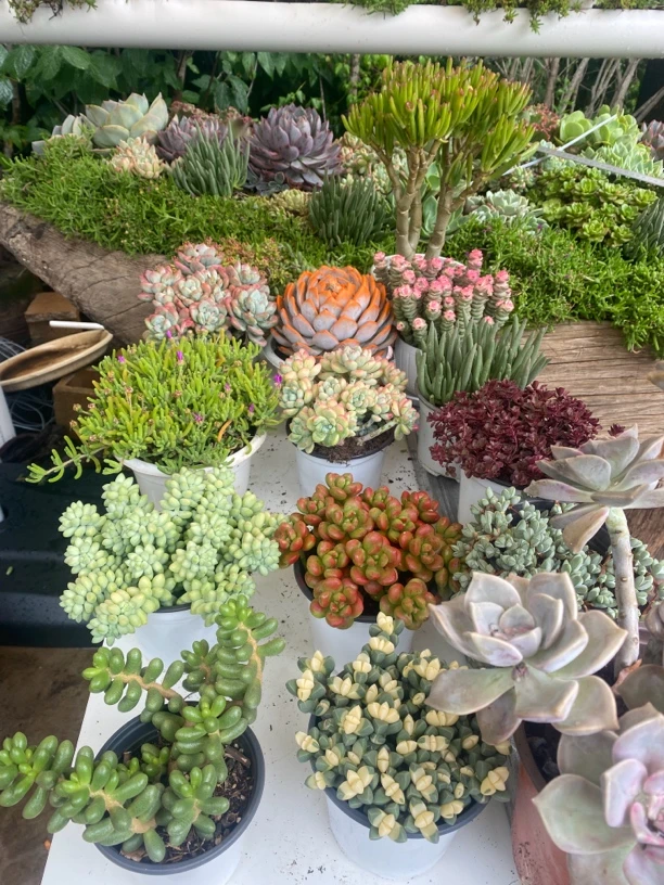 完美多肉综合链接2单包邮次日发货