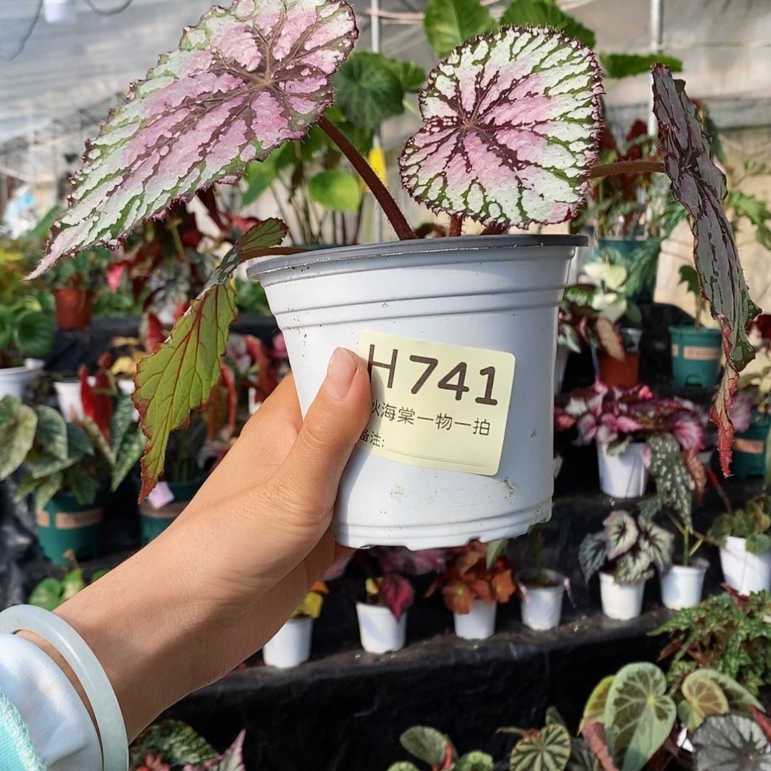 不开花植物喵***胖秋海棠741