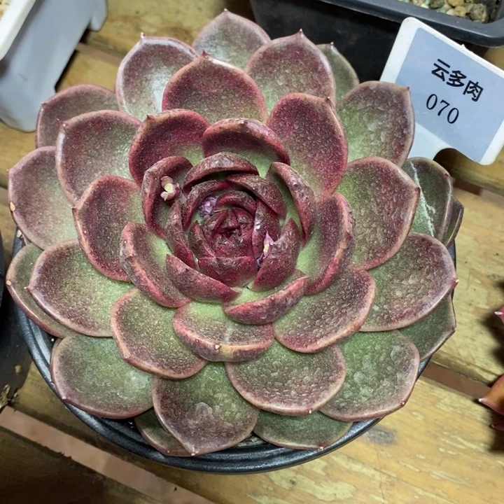 D070- 直播福利 溜溜球