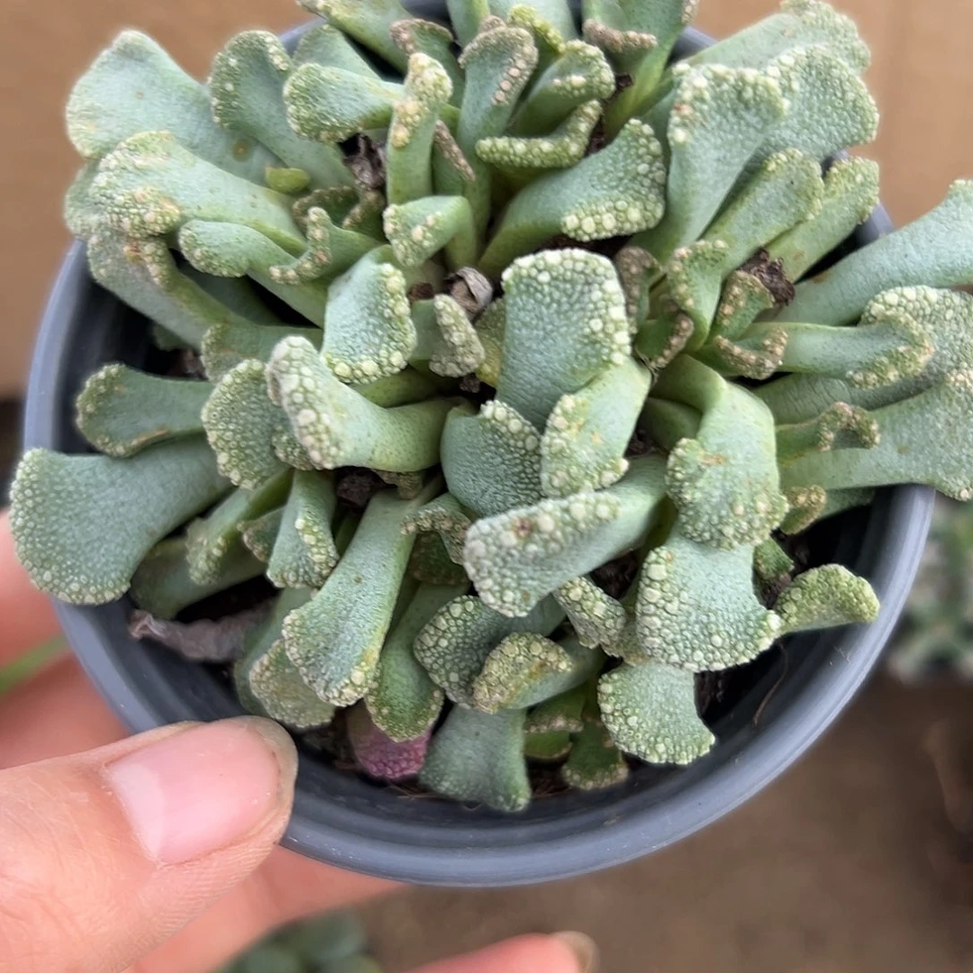 無***隐多呢呃呃呃呃呃呃