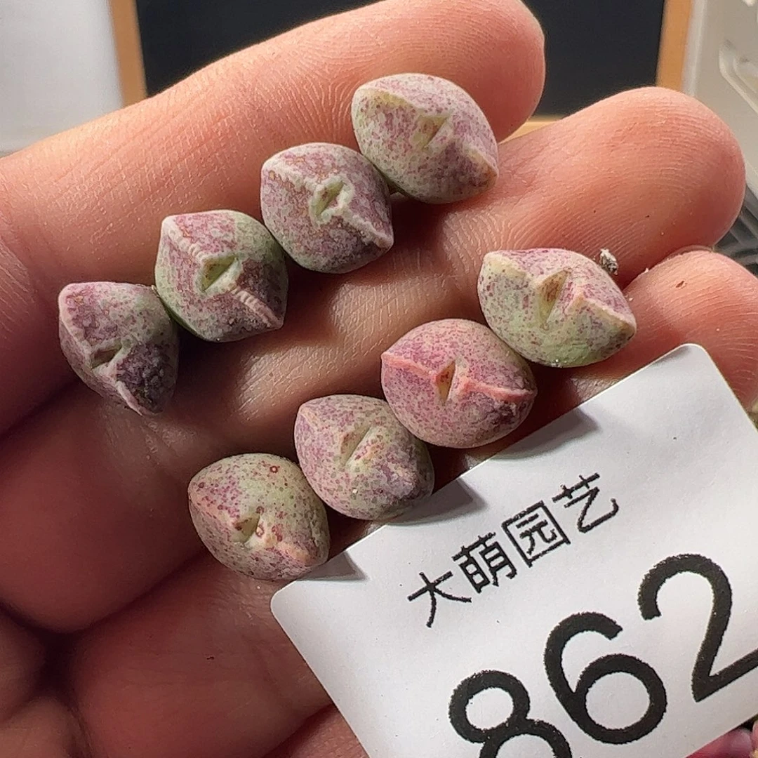 一物一拍。         862