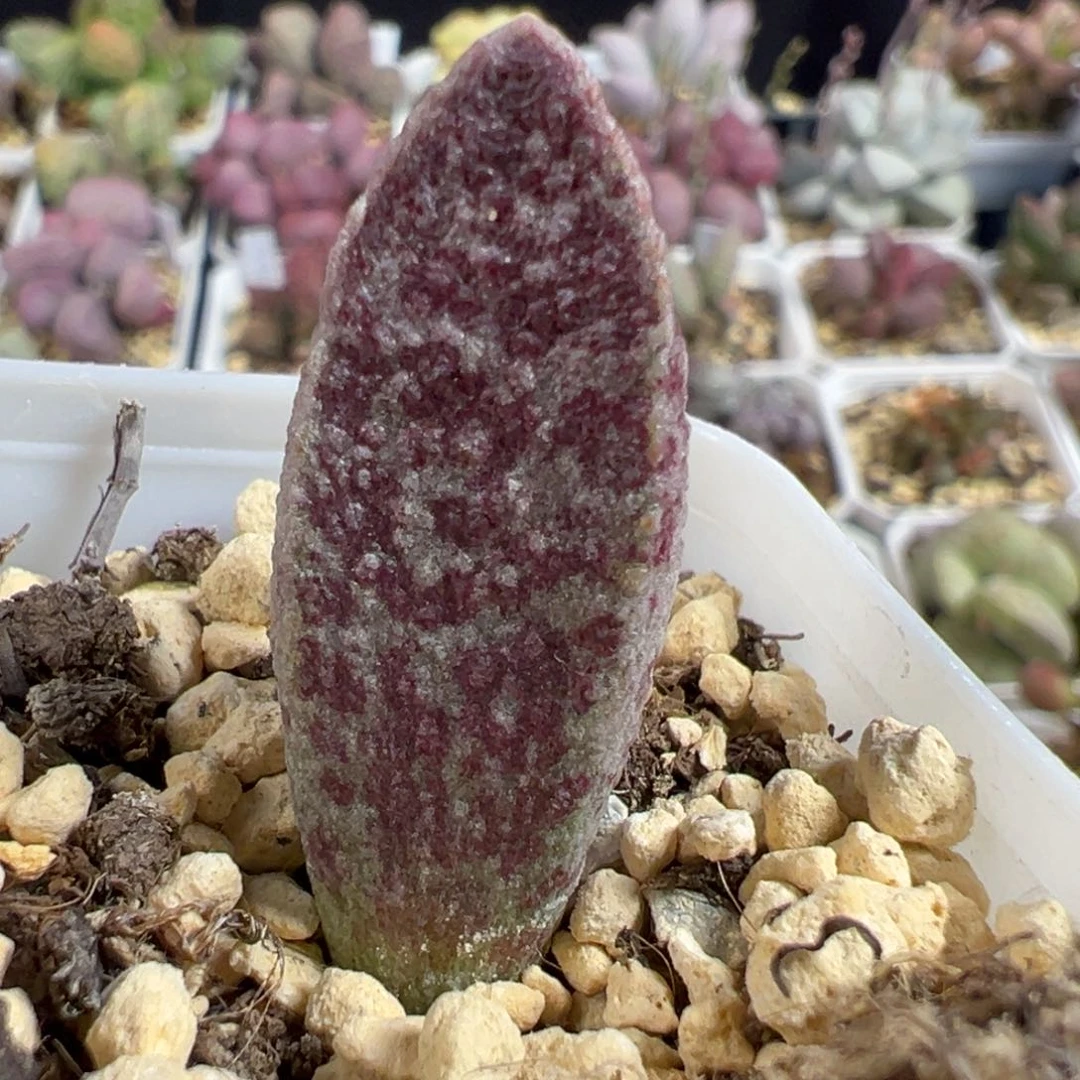 无花朵实生新品大苗多肉植物