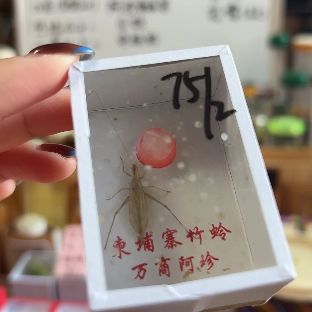 阿珍一条 不包断须尾