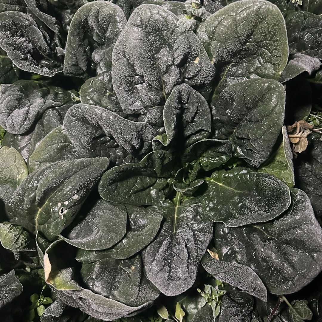 河南露天种植霜打趴地红根菠菜过年火锅必备年夜饭材料包