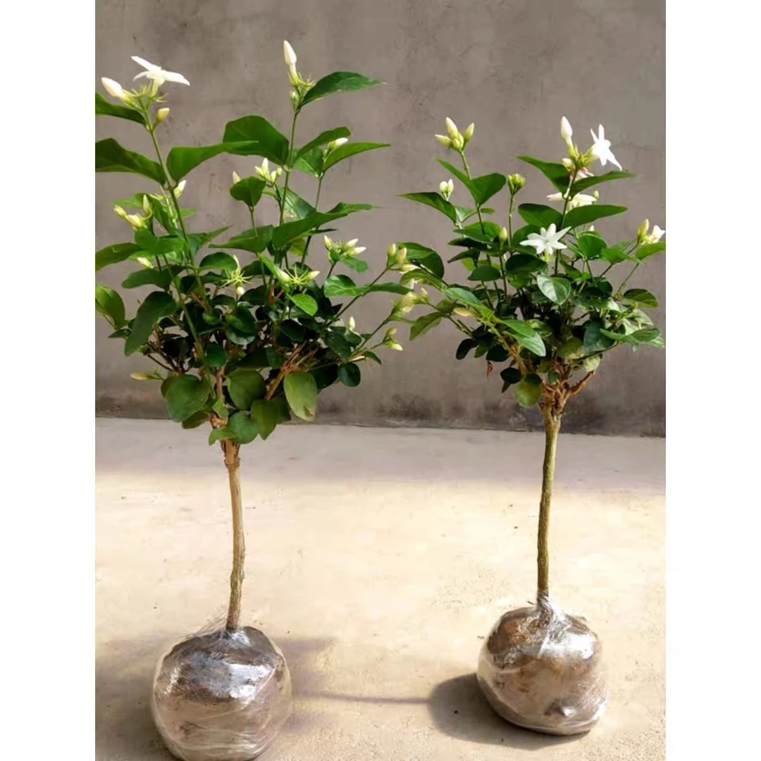 笔尖茉莉独杆棒棒糖绿植盆栽原盆原土室内外都可种植
