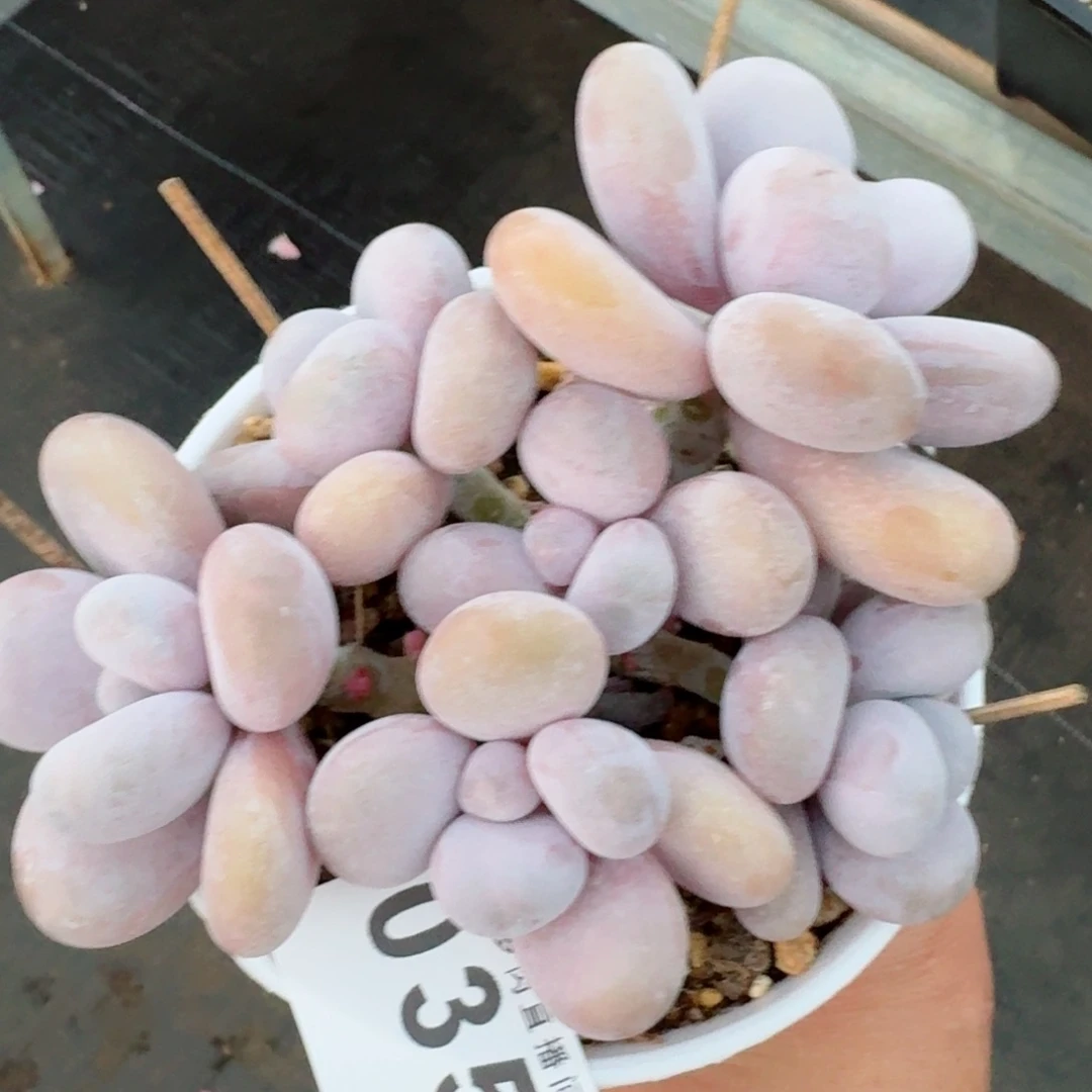 达摩奶      愿你一路坦途，乘风破浪展宏图