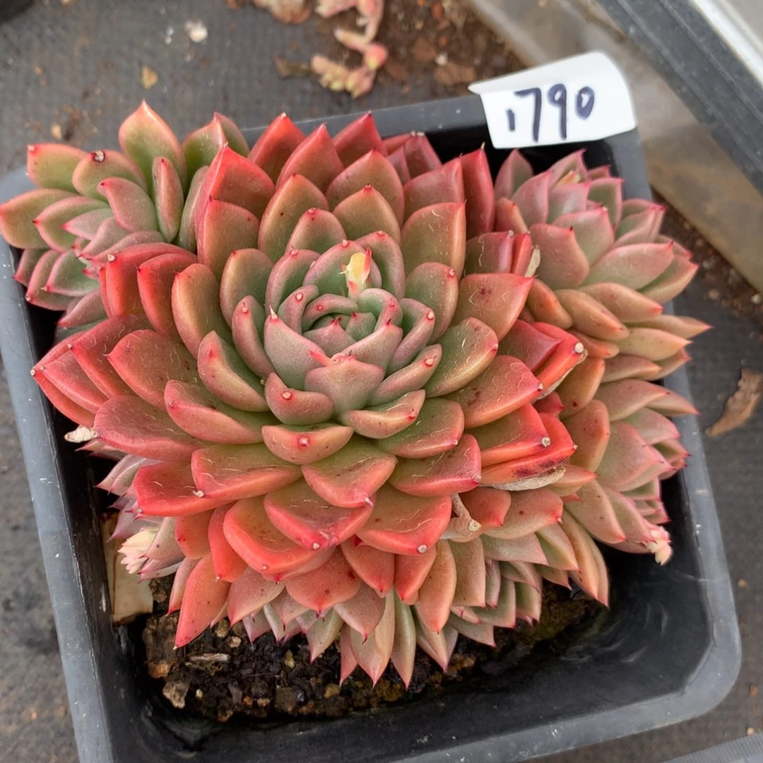 1790杂交多肉植物