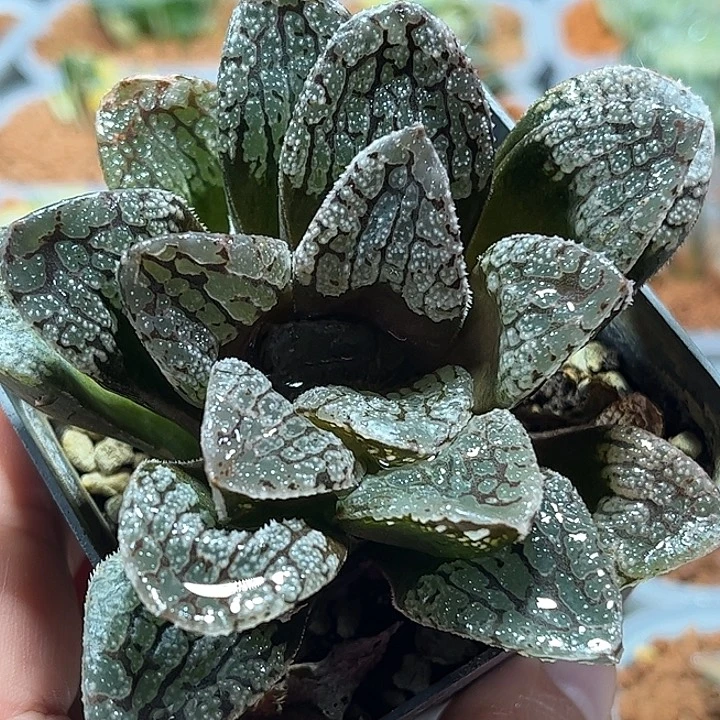 十二卷多肉魔多寿