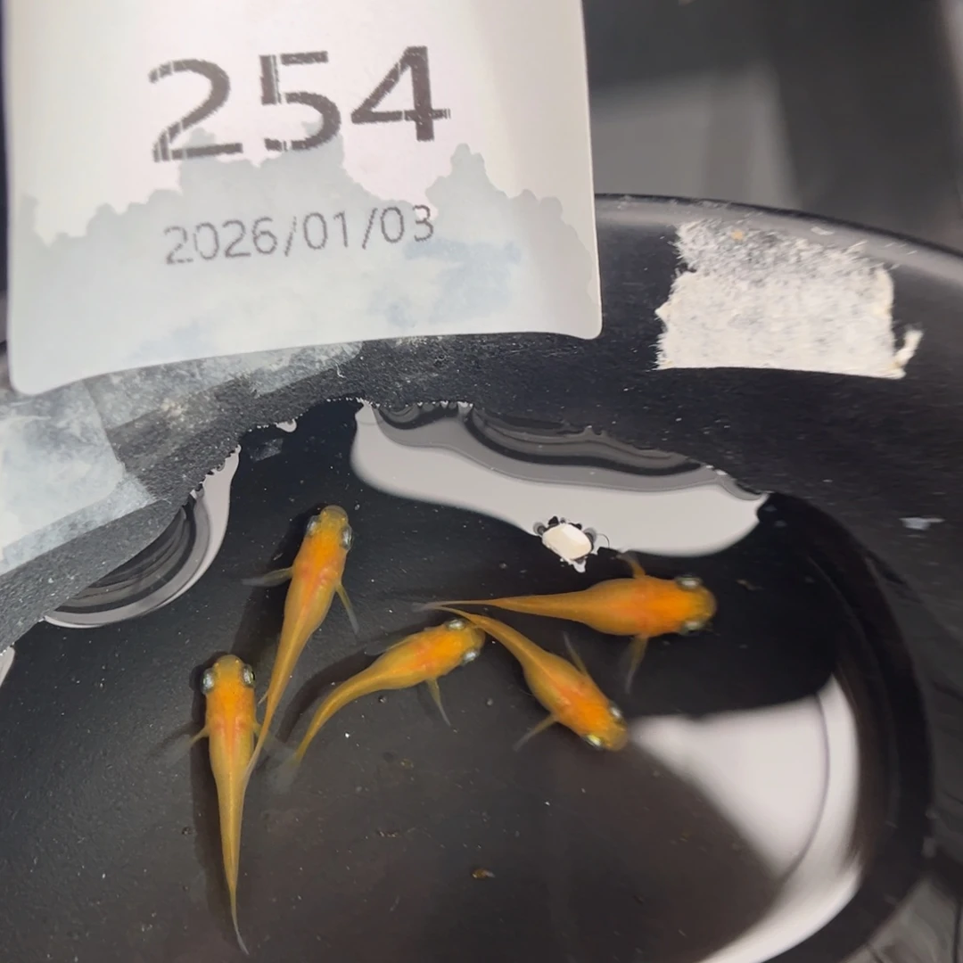 青鳉鱼254黄出目五尾