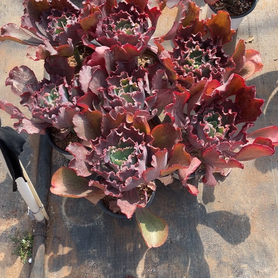 永***站15号包菜系列多肉植物带赠品7棵