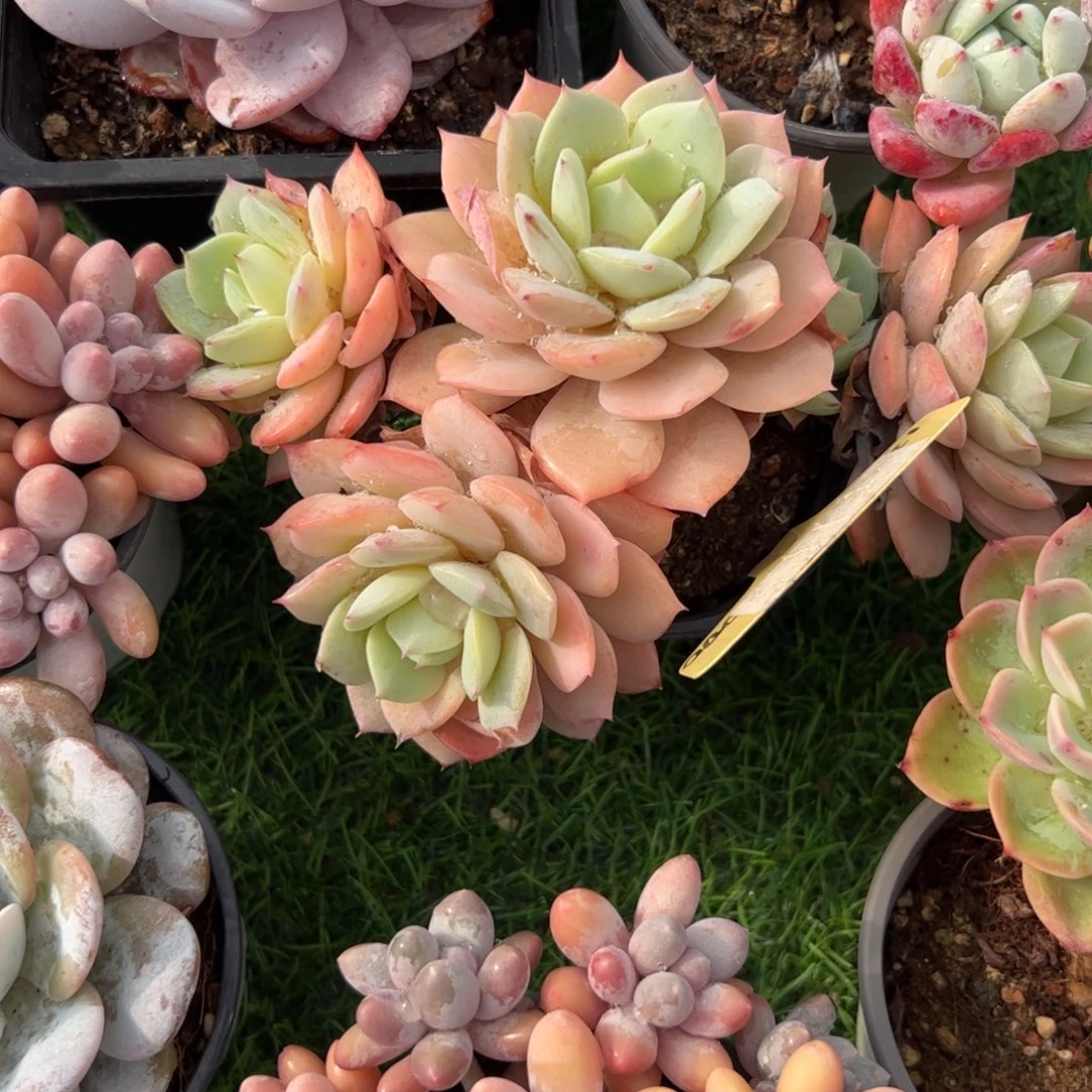 恋曲多肉植物保护研究所