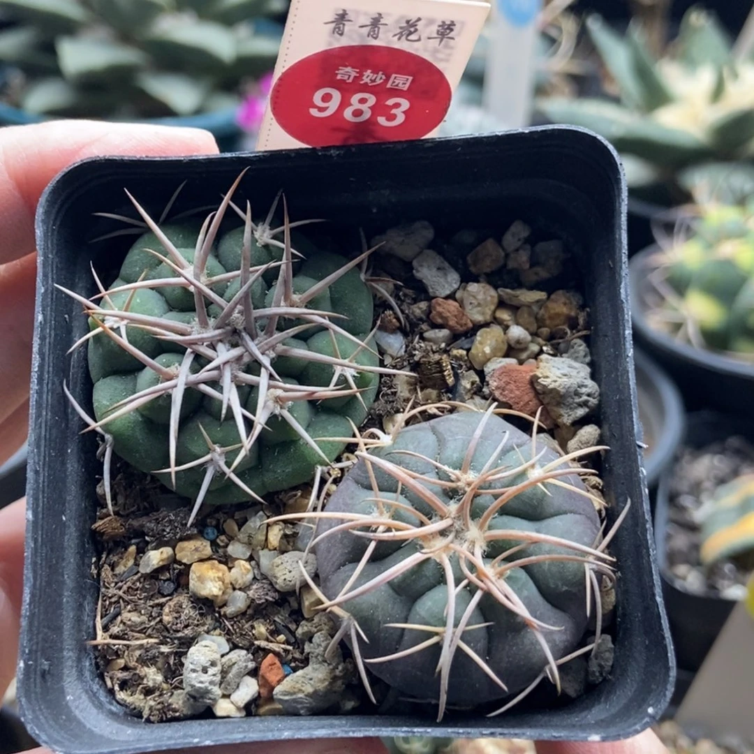 碧岩玉一颗加天平丸