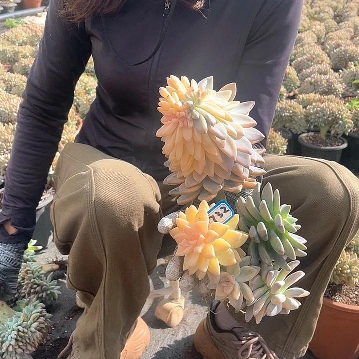 l***2732淡雪锦 一物一拍