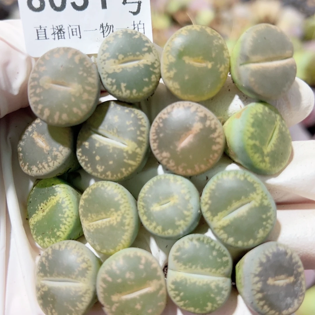 8051 好养易活生石花大母本16个1.5cm左右