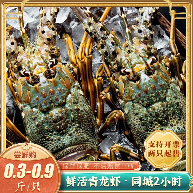 【顺丰空运】深海鲜活野生小青龙虾鲜活发货2-5斤肉质鲜美