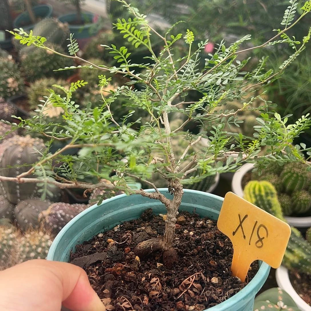 无花朵嘻嘻嘻尺寸vVB哈哈哈哈急急急叽叽叽叽