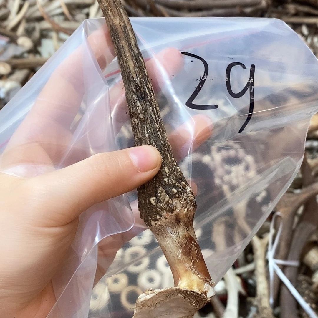 鹿角鹿角鹿角鹿角鹿