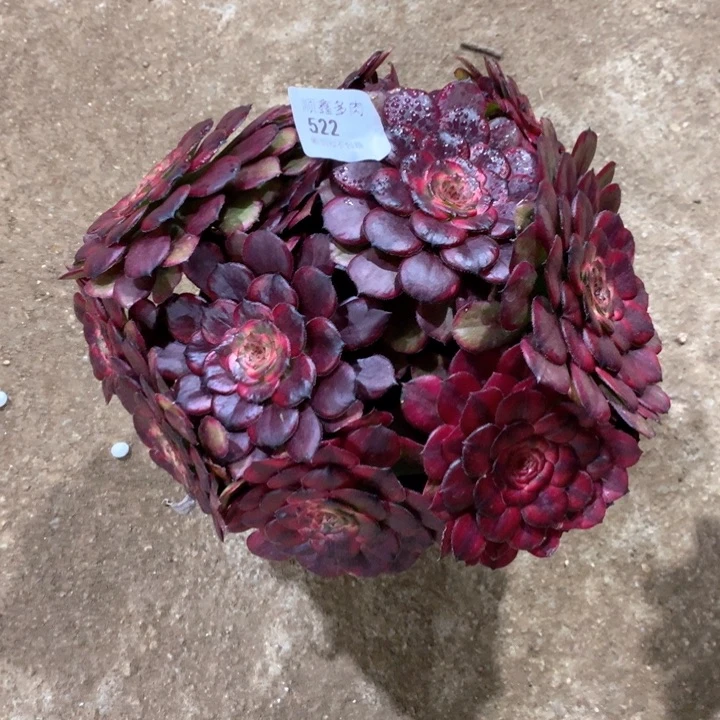 小*522红金刚多肉植物