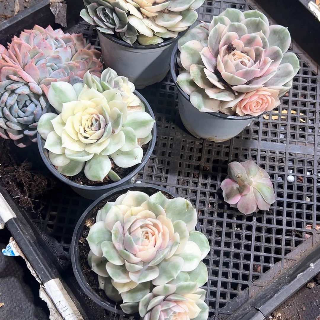 繁***、多肉植物一物一拍