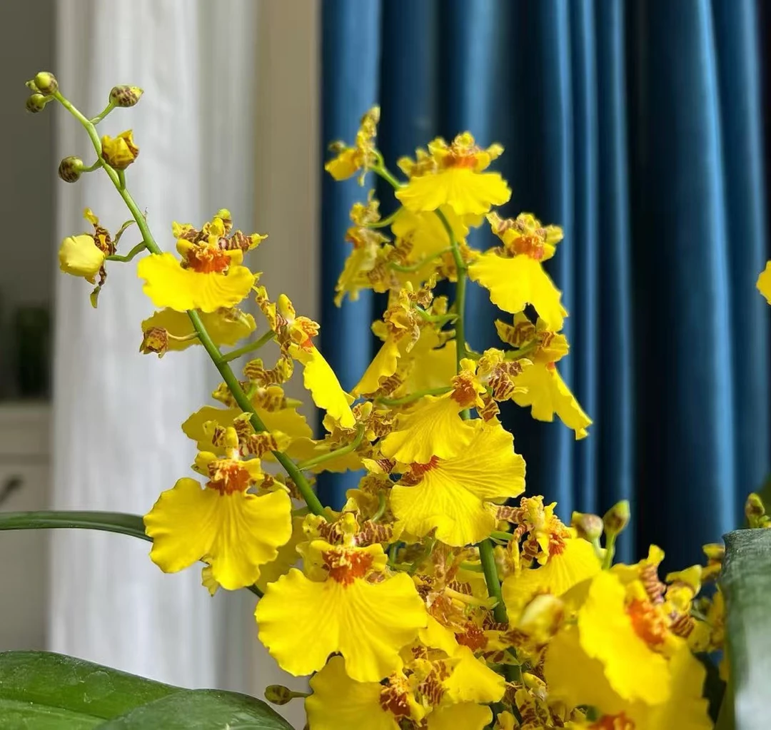 【蜜糖公主】石斛兰香水文心兰桌面阳台盆载花卉梦香兰
