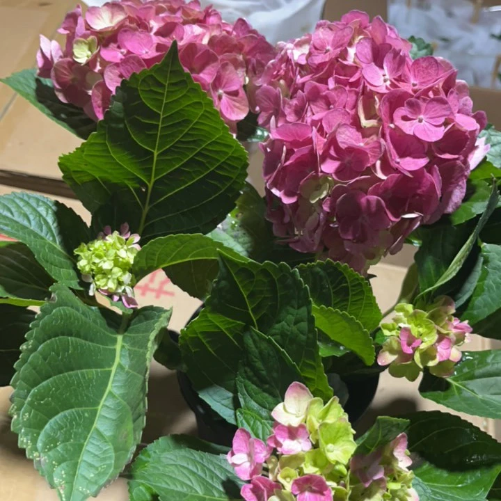 创美绣球（明月引）粉红色