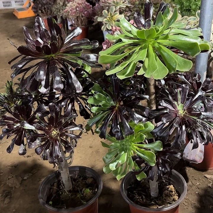 清***韵多肉植物法师2颗50