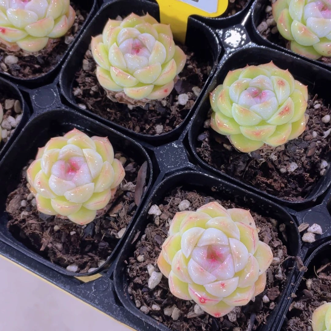 1190号 糖心麦秆单头一个