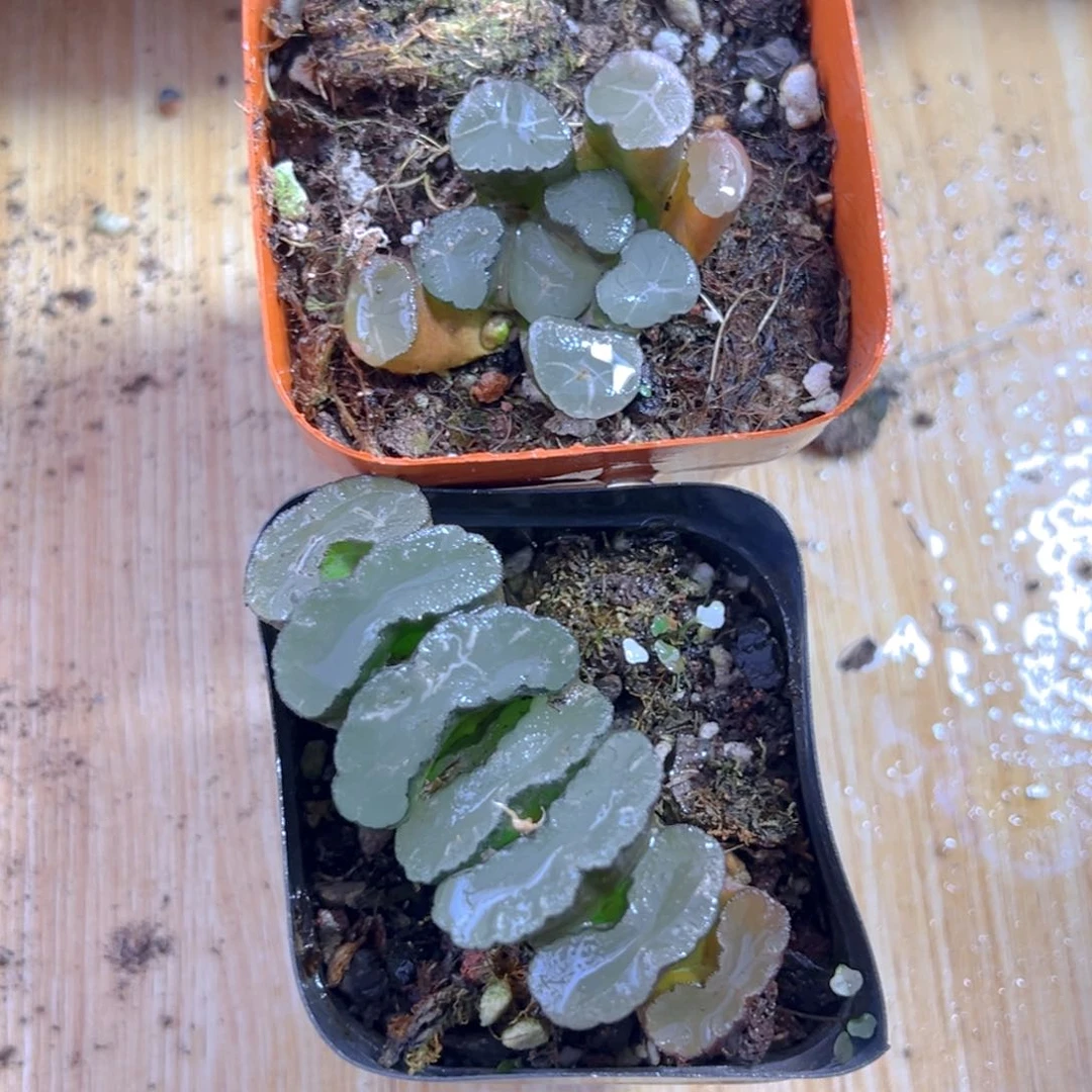 爆炸星+无纹玉扇玉露多肉多肉