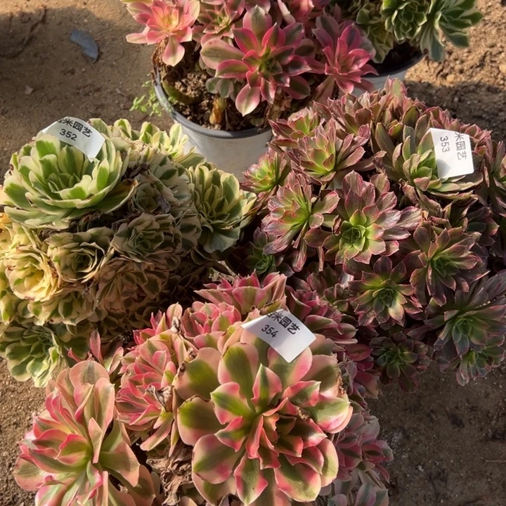 刘***坤迈巴赫安娜粉女巫三颗组352-53-54