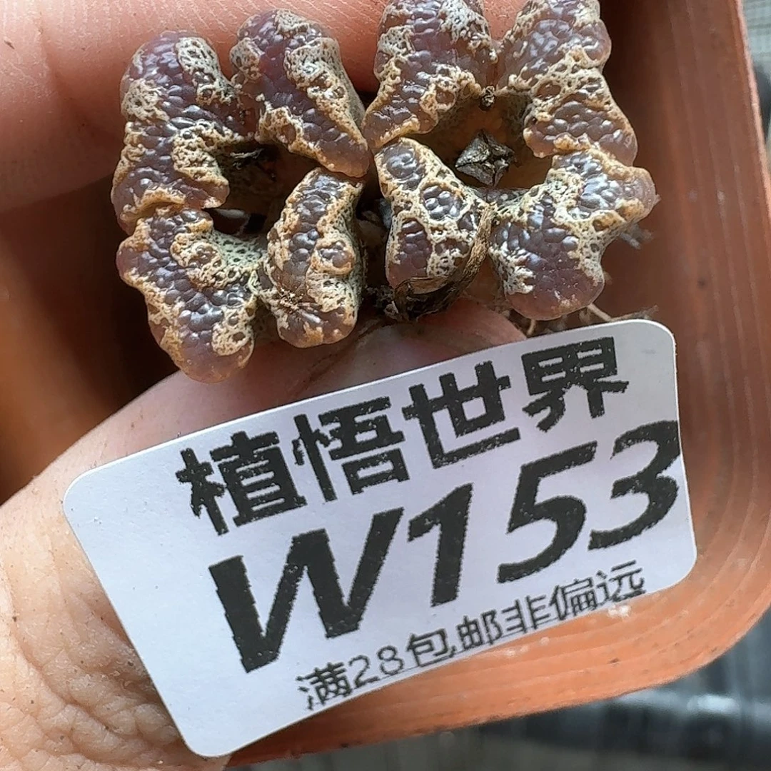 多肉植物的润泽egv