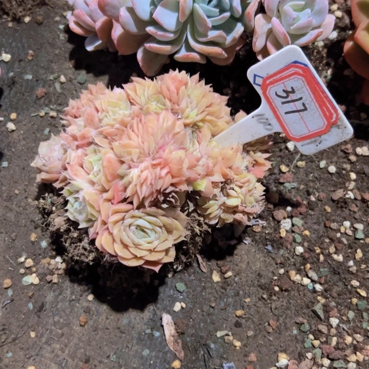尹***^317昂斯洛缀一物一拍38