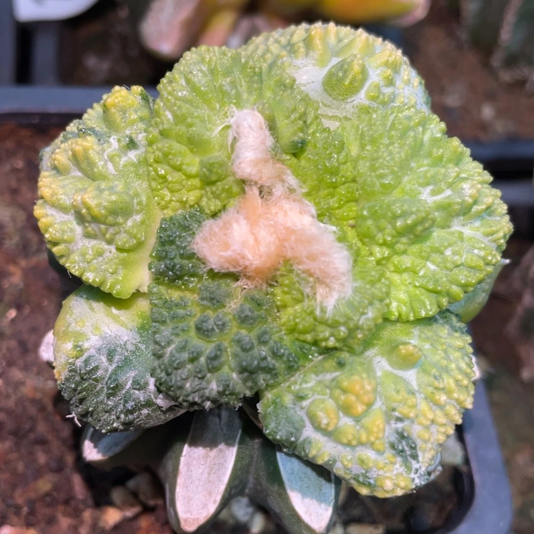 全部花朵精选散斑大犹菜花牡丹锦