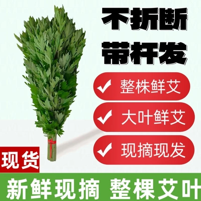 端午节艾草新鲜艾草端午节整棵挂门驱蚊新鲜大叶艾草整株艾蒿