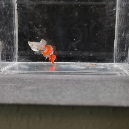 孔雀鱼白金象耳孔雀鱼一对